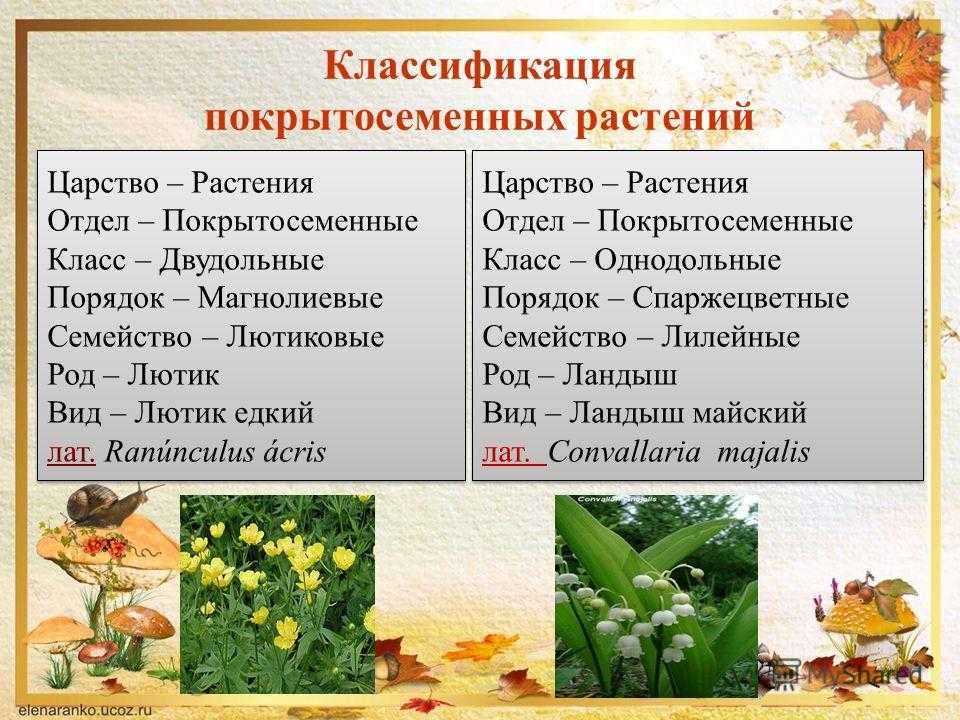 Покрытосеменные растения царство отдел класс. Классификация покрытосеменных царство отдел класс. Систематика растений. Классификация растений примеры.