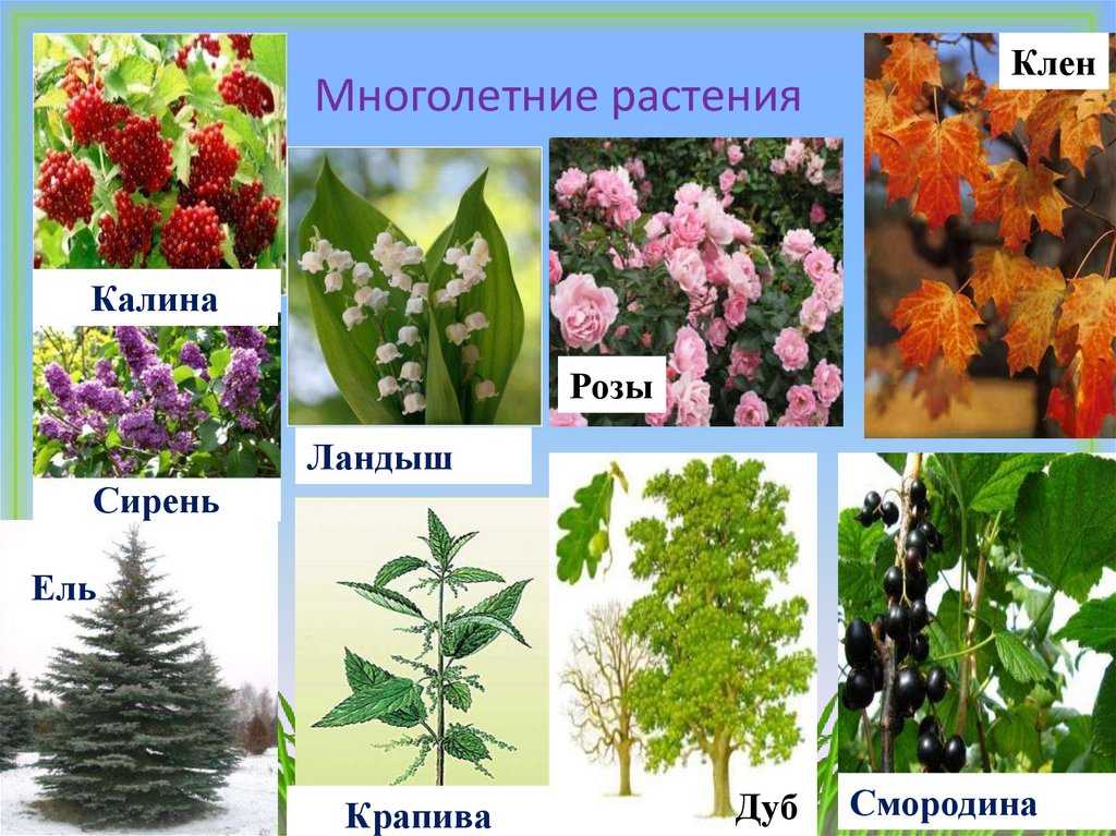 Викторина о цветах для детей начальной школы 8-10 лет с ответами