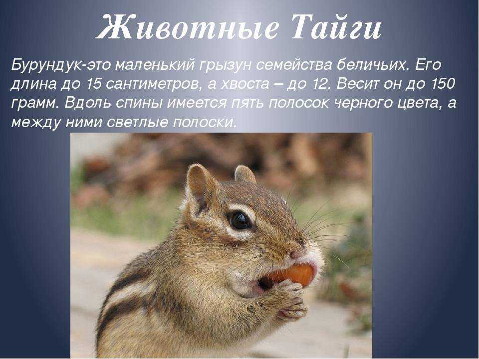 Бурундуки – фото, описание, ареал, враги, содержание