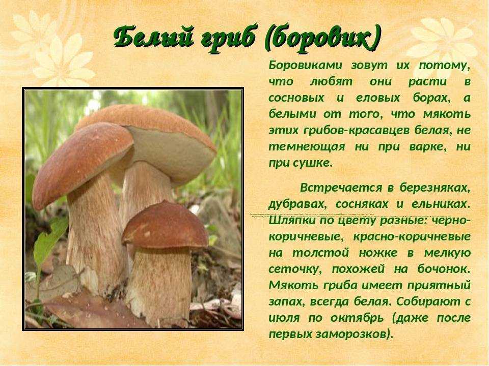 Тест для любителей природы: назовите гриб по фотографии