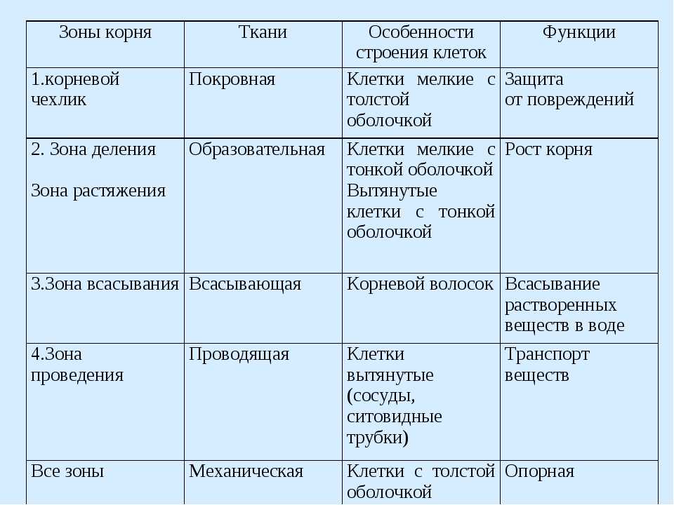 Зоны корня презентация 6 класс пасечник