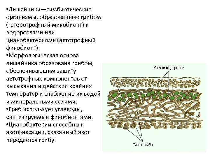 Строение лишайника микобионт. Строение лишайника ЕГЭ. Клеточная структура лишайника. Лишайники симбиотические организмы. В состав лишайников входят водоросли
