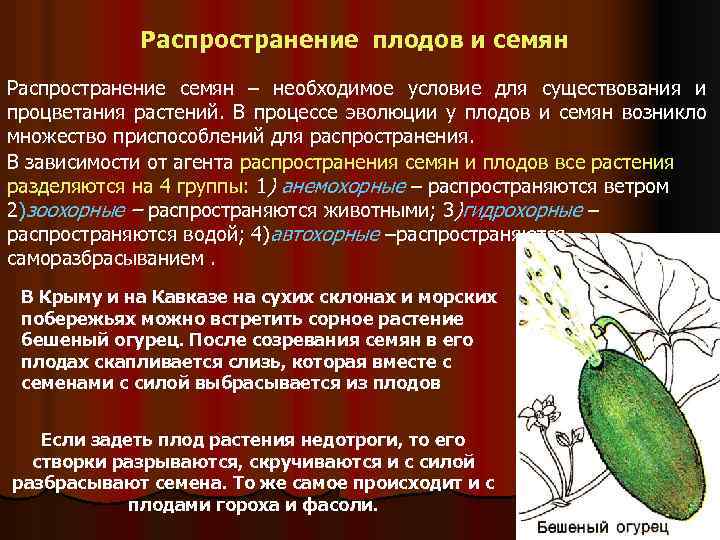 Как распространяются семена и плоды ответ оформите в виде схемы биология 6 класс