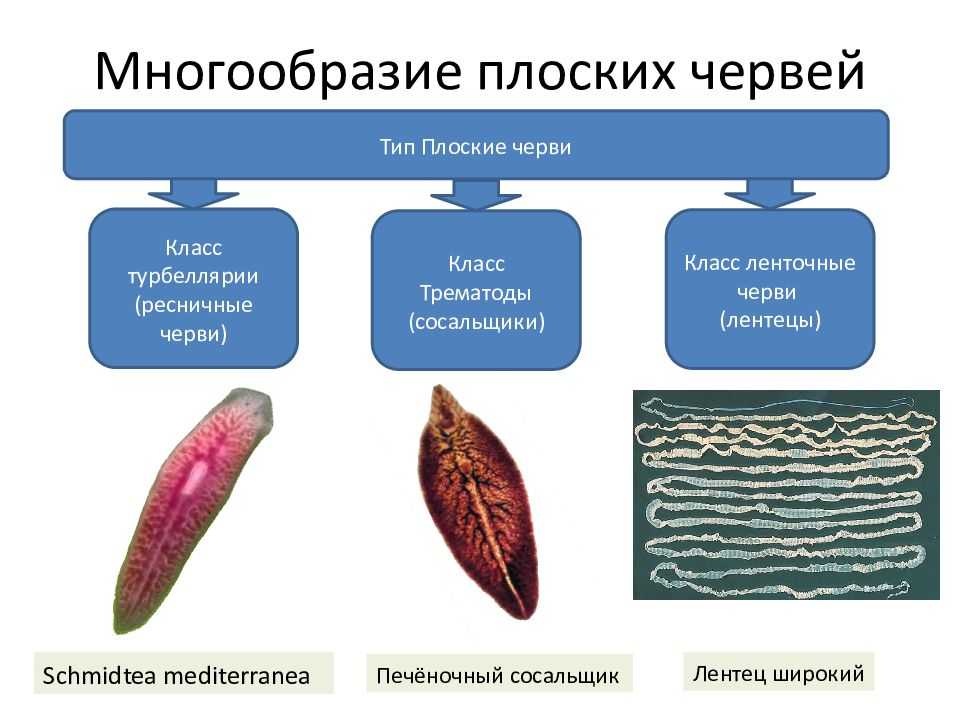 Плоские черви: характеристика, строение, развитие и размножение