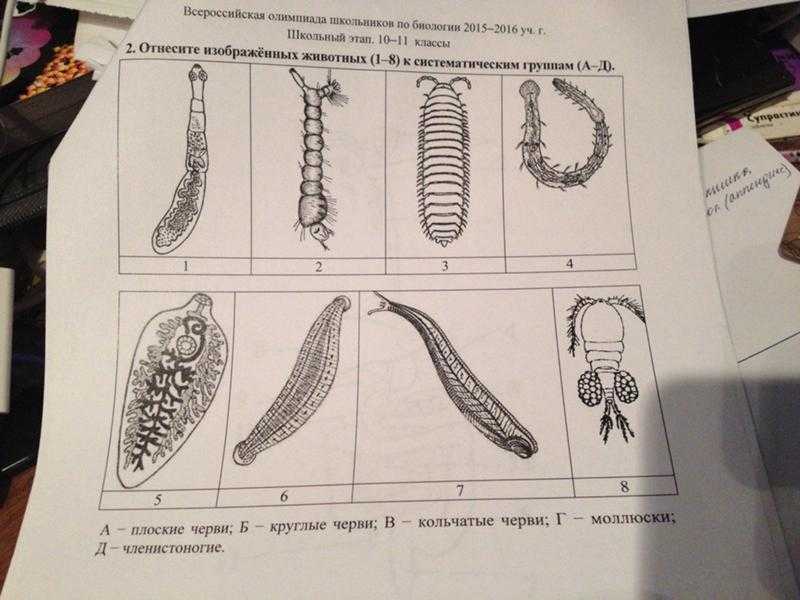 Черви егэ картинки