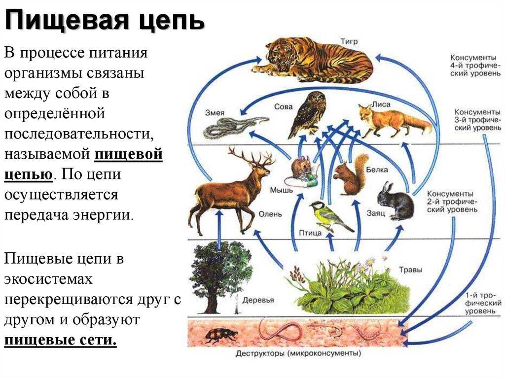 Какой организм в цепях питания экосистемы. Компоненты цепи питания. Цепь питания волка схема. Наземные экосистемы. Цепь питания основа дерево.