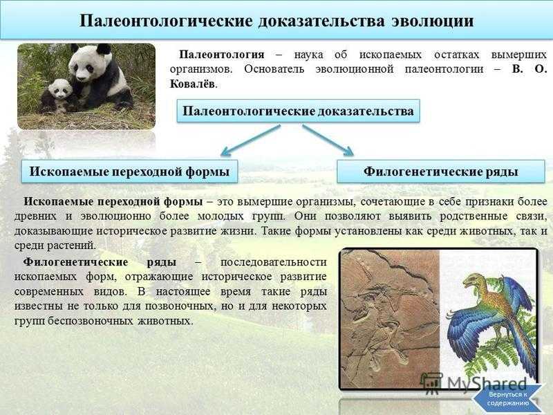 Палеонтологические доказательства эволюции картинки