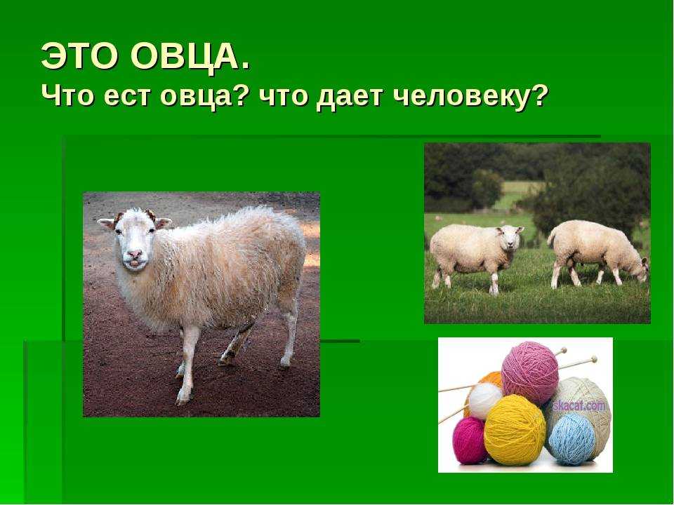 Пословицы об овце - познавательные материалы для детей
