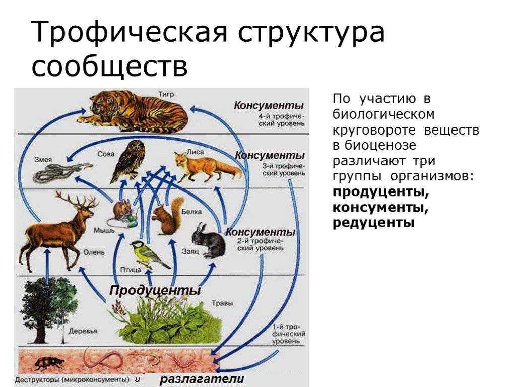 Достройте схему пищевых взаимоотношений в смешанном лесу поместив в соответствующие графы