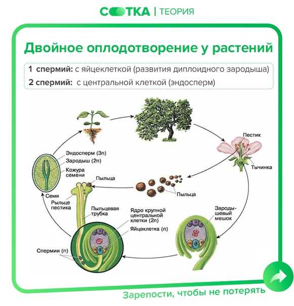 Темы для сдачи проекта в 9 классе по биологии