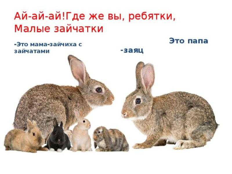 Развитие речи зайцы старшая группа. Заяц зайчиха Зайчонок. Мама крольчиха с крольчатами. Семья кроликов. Для дошкольников заяц Зайчонок.