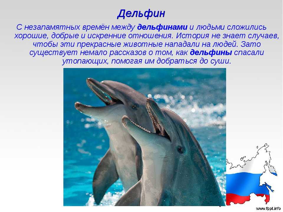 Загадка про дельфина. Дельфин Афалина черное море питание. Дельфины из красной книги. Дельфины занесены в красную книгу. Сведения о дельфинах для детей.