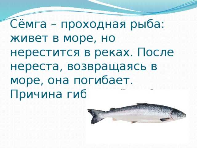 Тест: рыбы. угадай по фото и описанию!