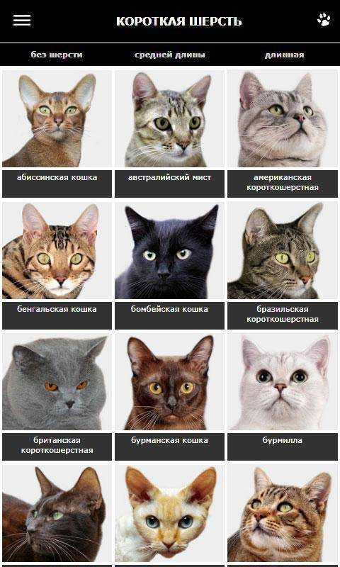 Как отличить породу. Разные породы кошек. Список пород кошек. Породы кошек с названиями. Самые популярные породы кошек.