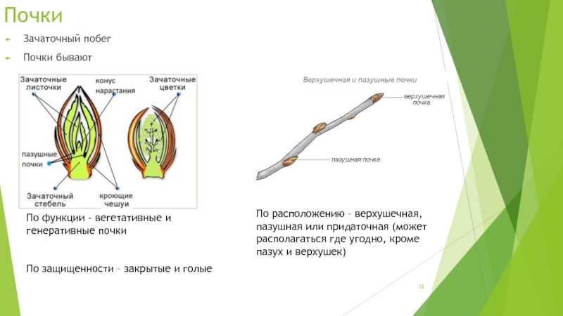 Зачаточные генеративные почки