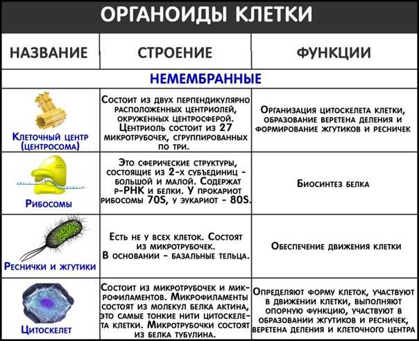 Тест по теме «строение клетки» для 9-10 класса - сайт по биологии
