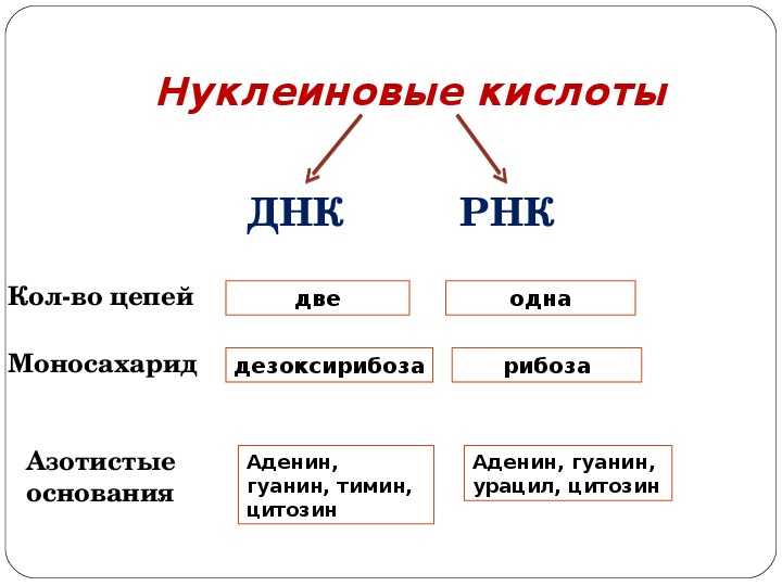 Структура нуклеиновых кислот химия 10 класс презентация