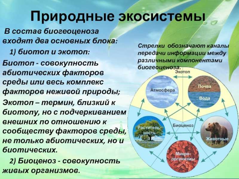 Тест по биологии биоценоз и его компоненты: продуценты, консументы, редуценты 11 класс