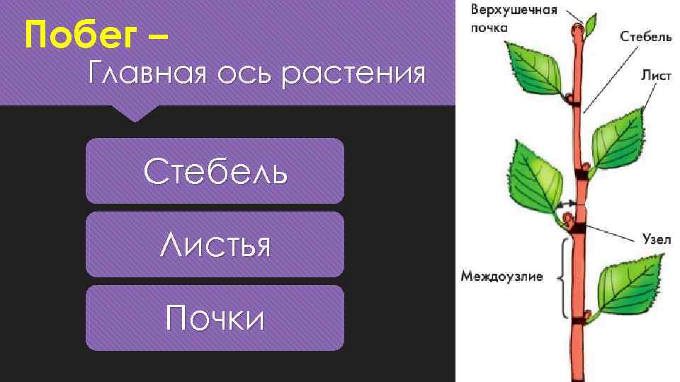 Презентации, тесты, конспекты для уроков в 5-9 классах по биологии к учебникам линии в. в. пасечника, соответствующих фгос