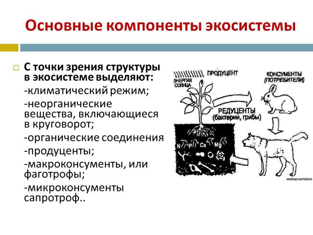 Из каких компонентов состоит экосистема схема