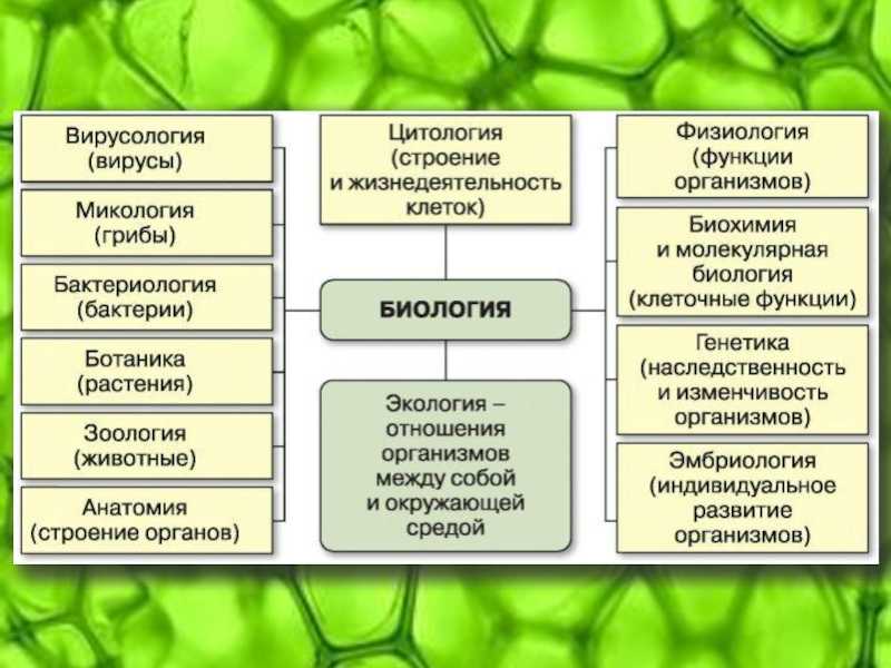Тест по биологии: видовая и пространственная структуры экосистемы (пасечник, 11 класс)