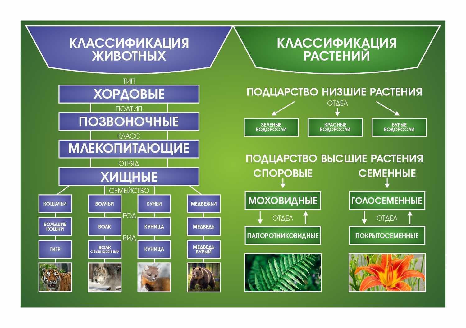 Классы животных биология пятый класс. Систематическая классификация животных. Систематика растений и животных. Классификация растений и животных. Классы животных и растений.