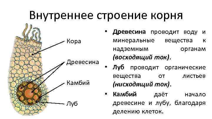 Строение клеток корня. Корень растения строение внешнее и внутреннее. Строение клетки корня. Схема внешнего и внутреннего строения корня. Внешнее строение корня растения.