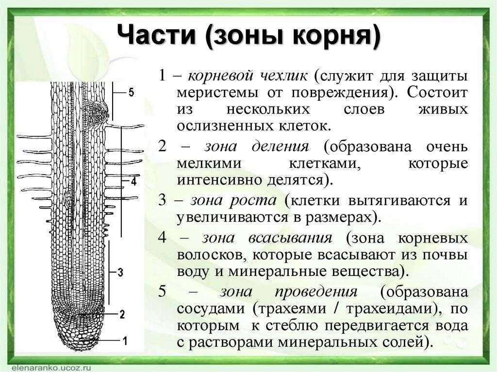 Рисунок корня растения