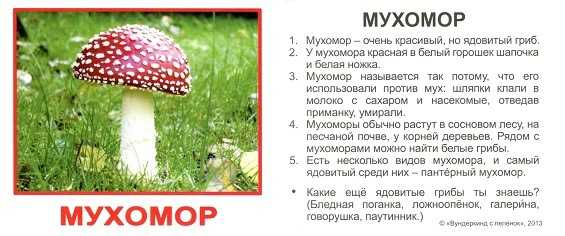 Викторина про животных для детей 7-10 лет, с ответами