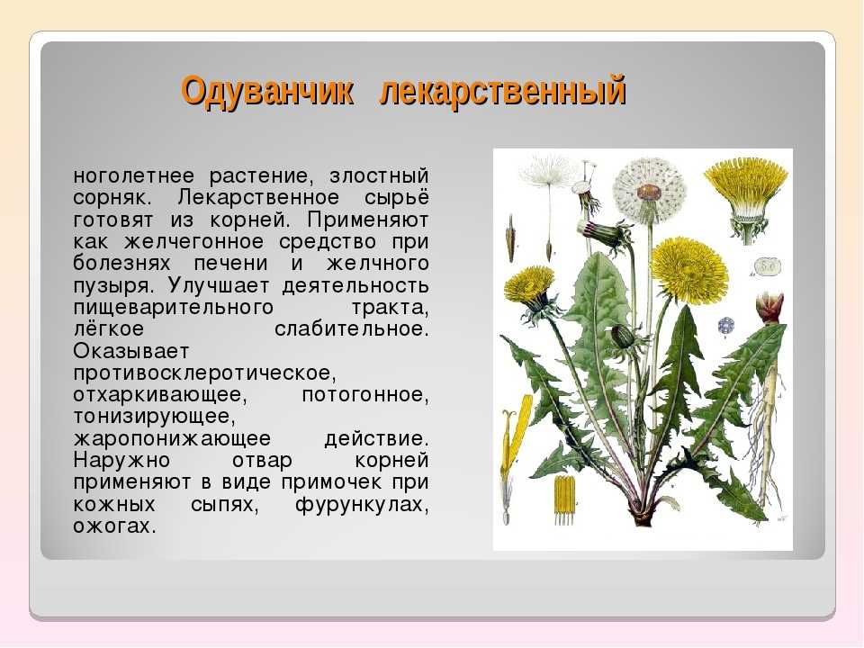 Лечение цветками одуванчика. Лечебное растение одуванчик. Одуванчик лекарственное растение. Дикорастущие растения одуванчик. Одуванчик сорное растение.