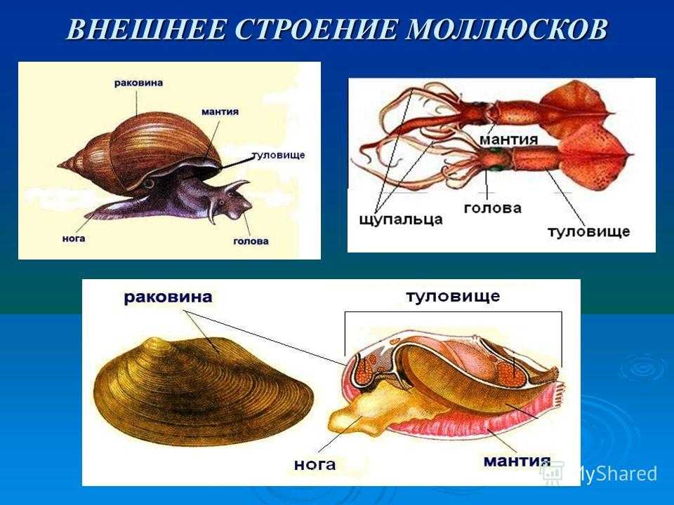 Брюхоногие моллюски презентация 7 класс биология