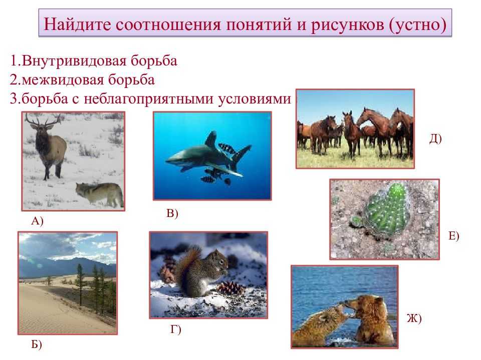 Соотнесите картинку и форму борьбы за существование