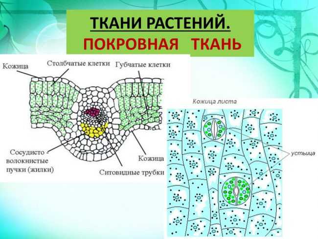 Тест_ент_биология_вариант_005 - bio-lessons
