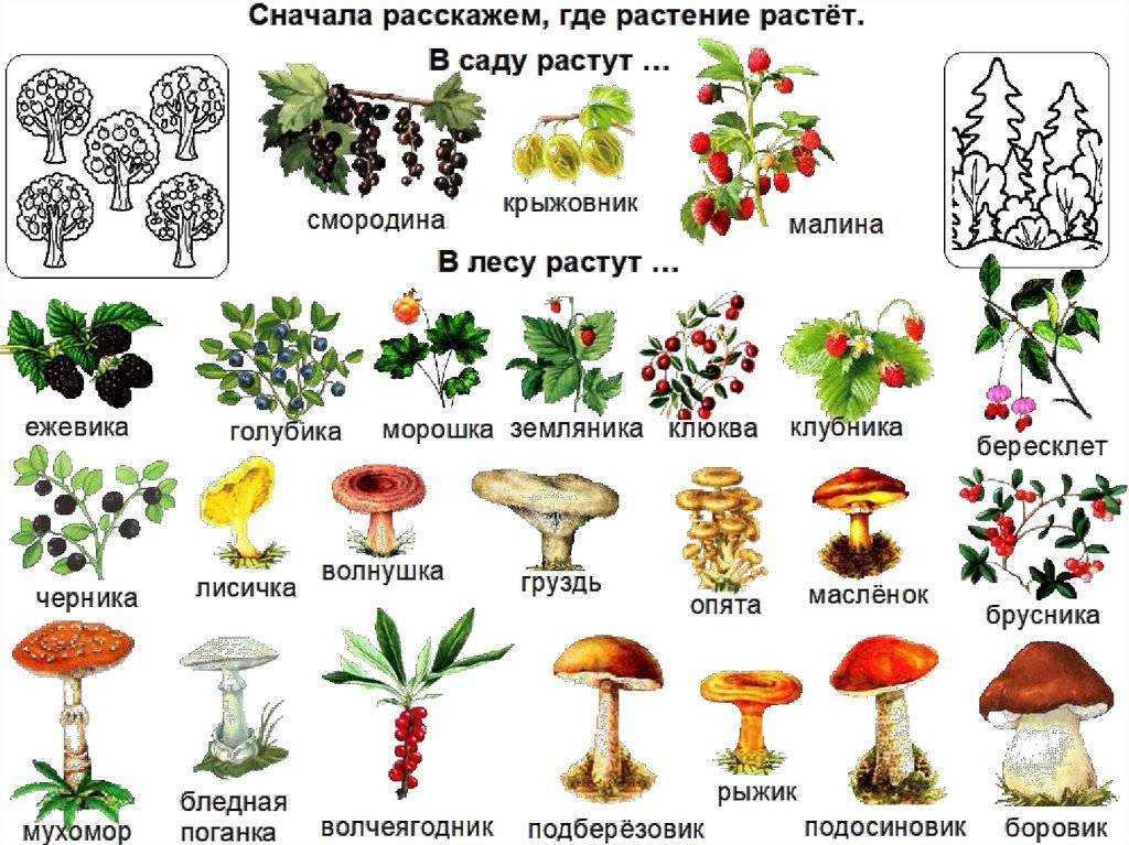 Викторина про животных для детей 7-10 лет, с ответами