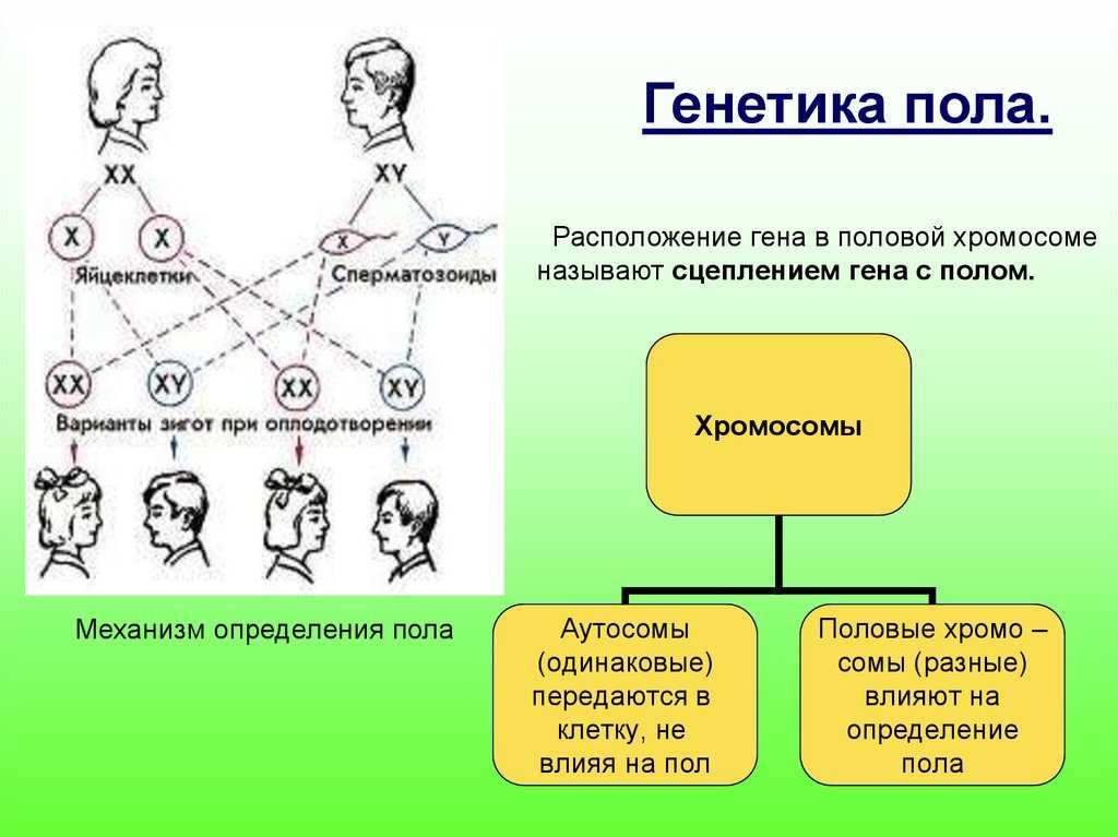 Поясните или придумайте схему каким образом они связаны с передачей наследственных признаков