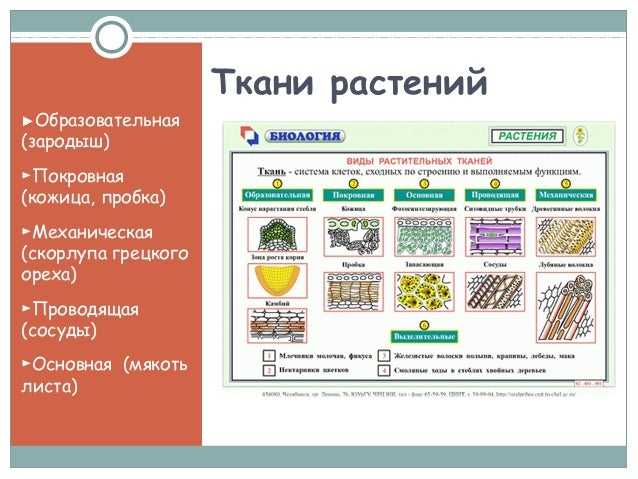 Тест по тканям 6 класс