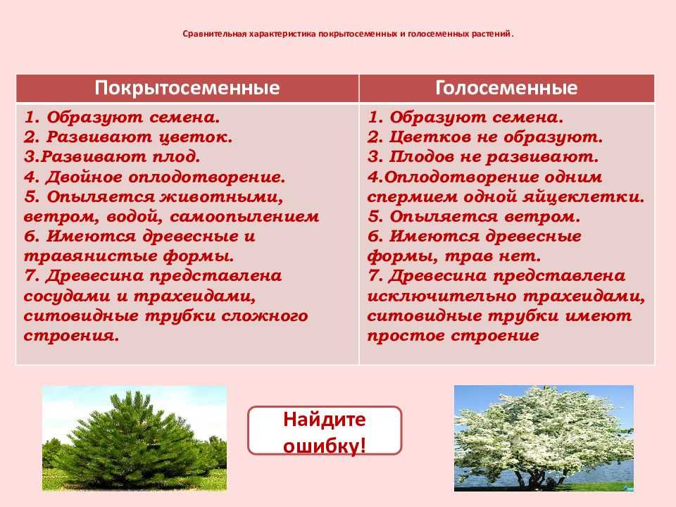 Тест по теме «голосеменные» » chemistry48.ru - химия и биология в школе