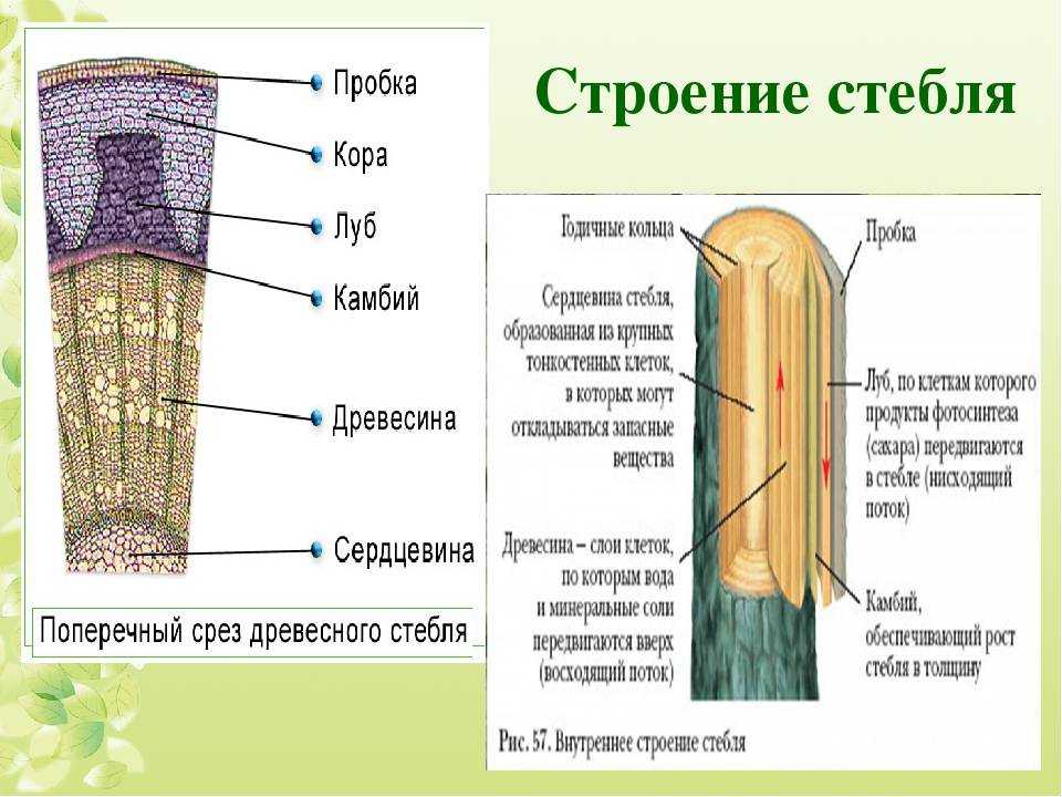 Древесные волокна у растений. Внутреннее строение стебля и функции 6 класс биология. Строение поперечного сечения стебля. Биология 6 кл строение стебля.
