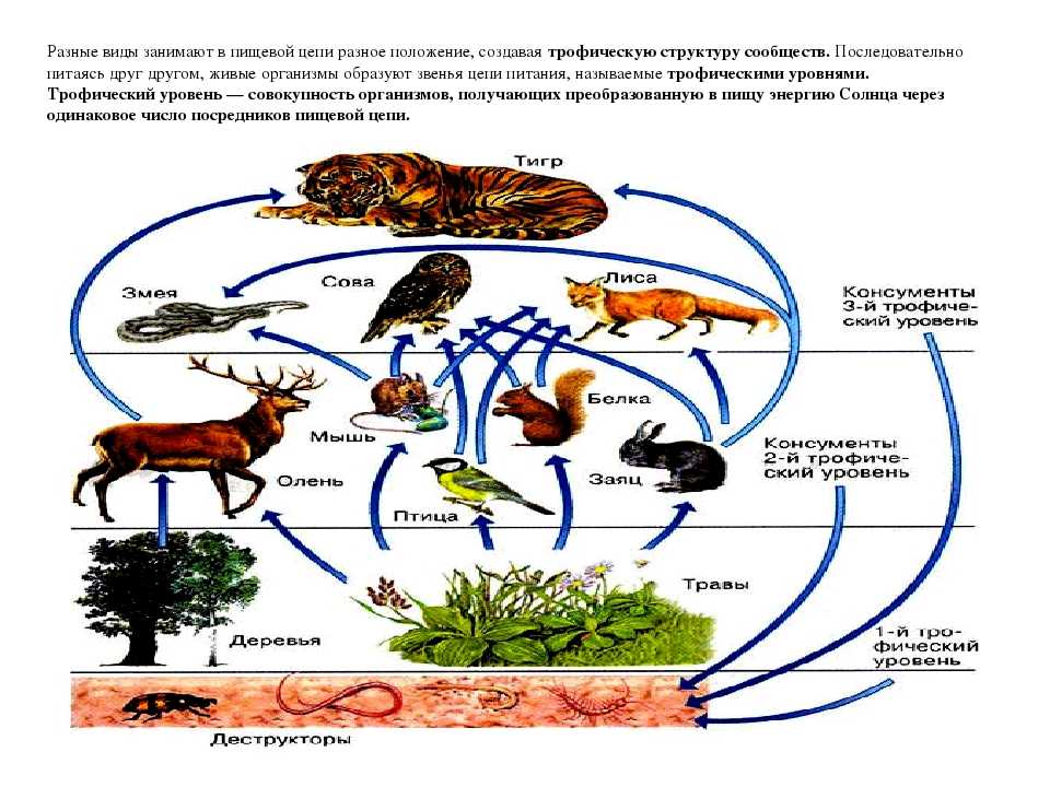Изучите фрагмент экосистемы представленный на рисунке и выполните задания лев