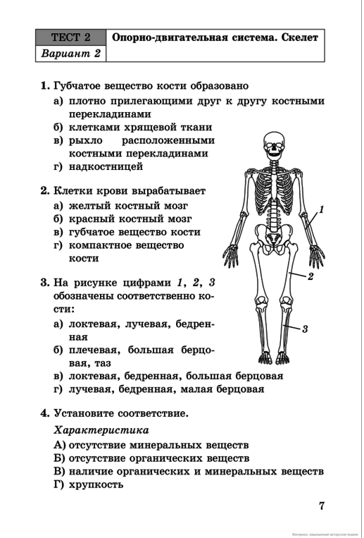 Задания по скелету. Тест биология 8 класс кости скелета. Тест по биологии 8 класс строение скелета человека с ответами. Опорно двигательная система скелет тест 2 вариант. Зачет по биологии 8 класс скелет человека.