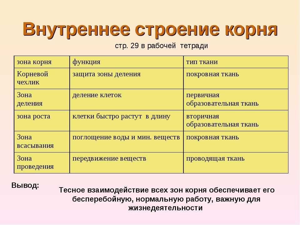 Презентации, тесты, конспекты для уроков в 5-9 классах по биологии к учебникам линии в. в. пасечника, соответствующих фгос