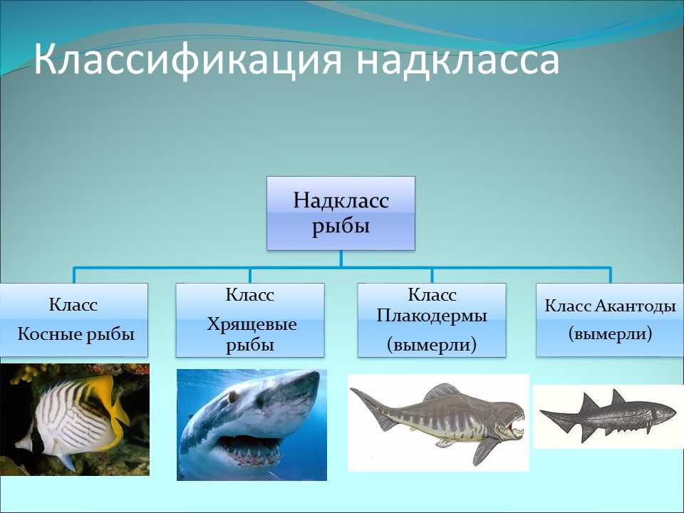 Презентация на тему "тест "надкласс рыбы""