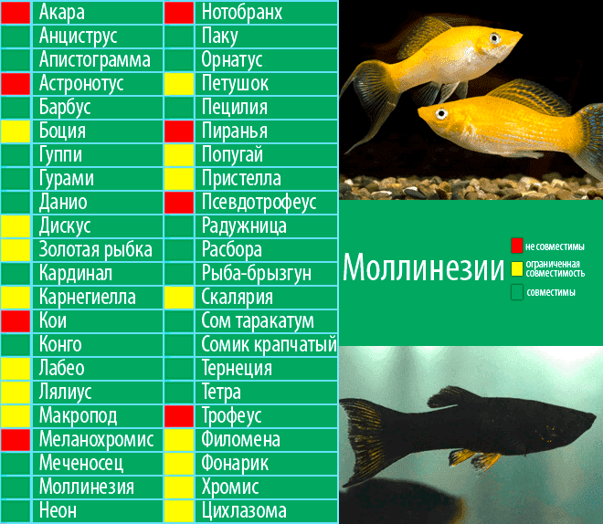 Золотая рыбка: разновидности, содержание и размножение в аквариуме