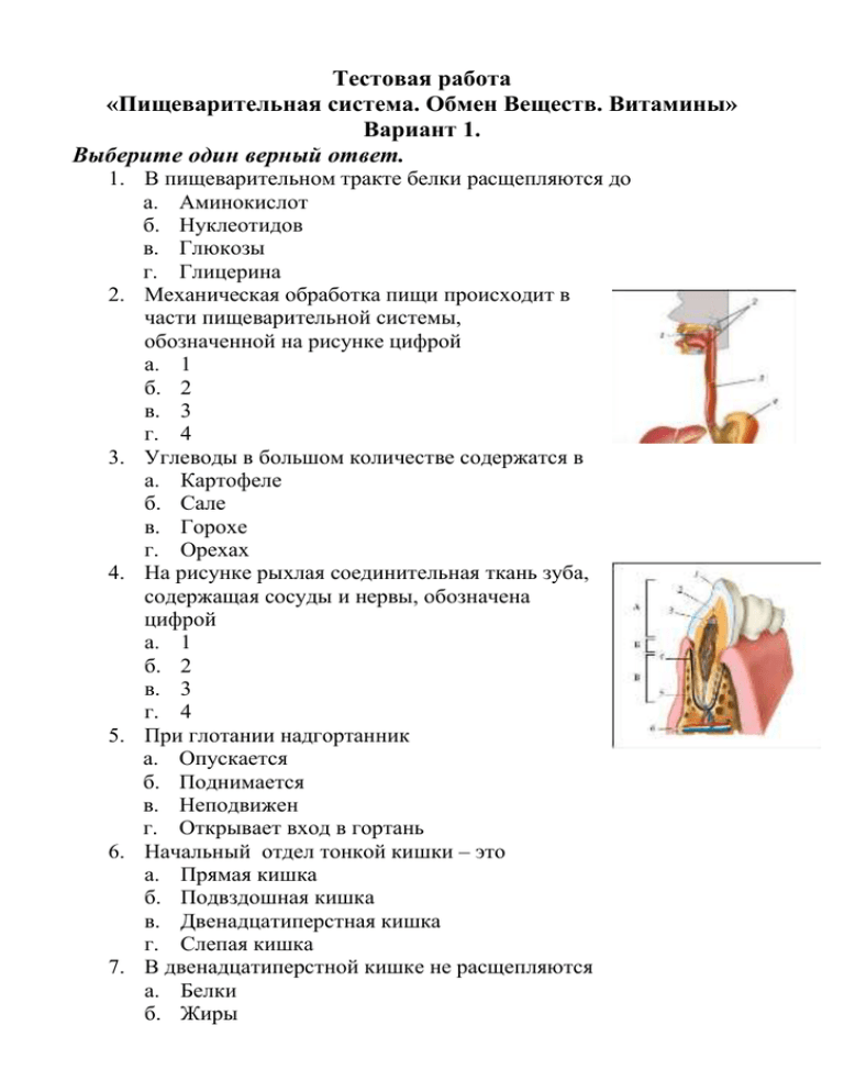 Тест по биологии 8 класс пищеварительная система с ответами. Тест по биологии 8 пищеварительная система. Тест по биологии 8 класс пищеварительная система. Тест 8 по биологии 8 класс пищеварительная система.