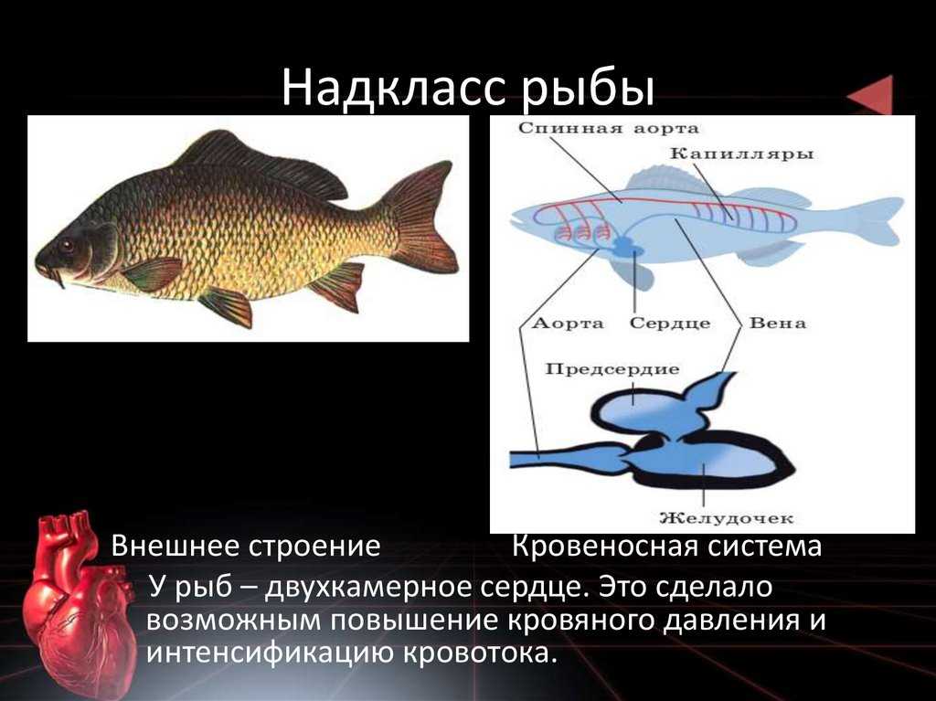 Строение рыбы тест. Надкласс рыбы строение. Общее строение рыб. Внешнее строение рыбы. Рыбы общая характеристика и внешнее строение.