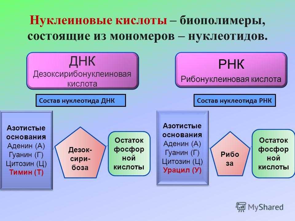 Схема строение нуклеотидов и структура полинуклеотидных цепей днк и рнк атф