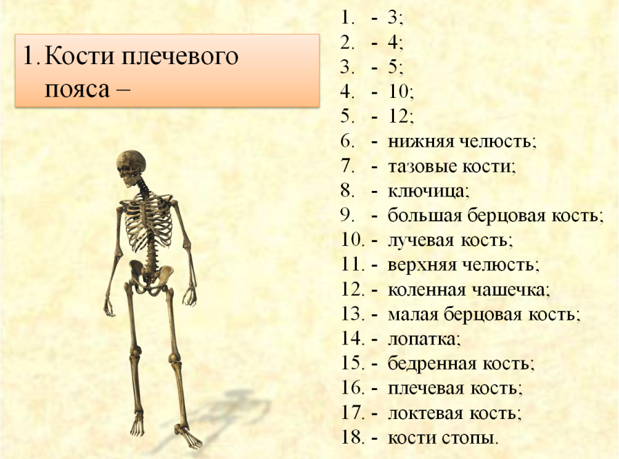 Текст про кости. Тест по биологии кости скелета 8 класс. Скелет человека проверочная работа. Зачет по скелету человека 8 класс. Проверочная работа по биологии скелет человека.