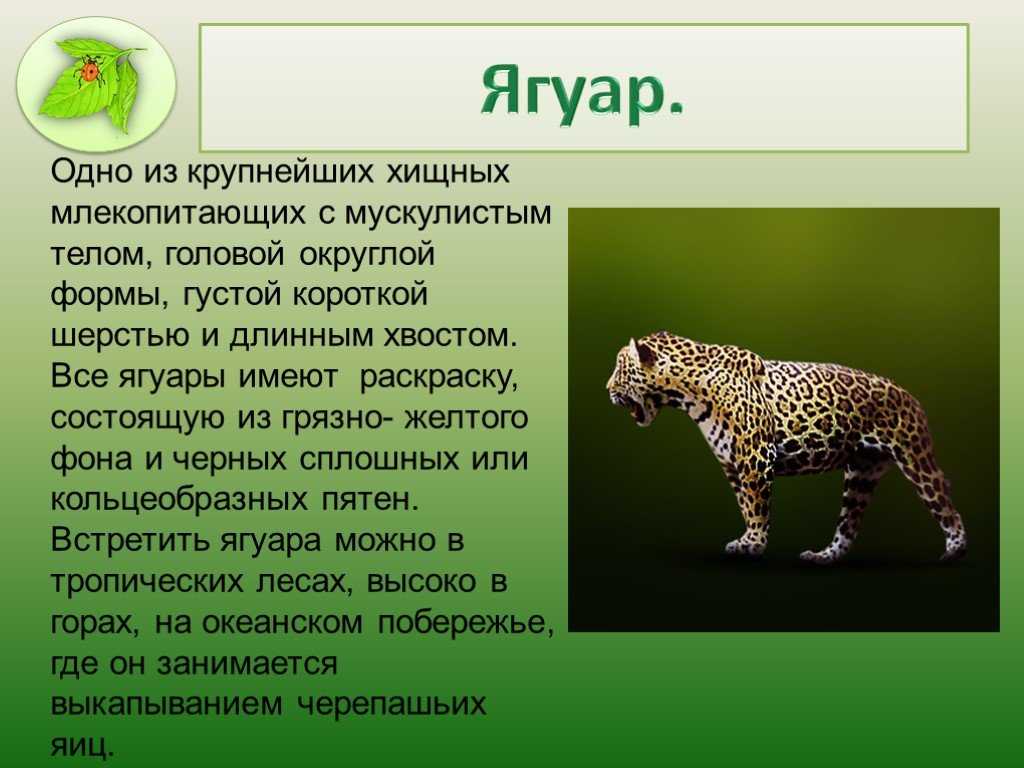 Самое маленькое хищное млекопитающее. Презентация на тему Ягуар. Ягуар описание животного. Доклад про ягуара. Сообщение о Ягуаре кратко.