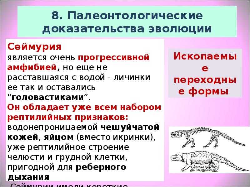 Макроэволюция. доказательства эволюции. направления и пути эволюции. происхождение человека.