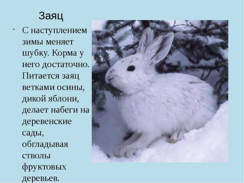 Всю зиму прожила тут ласточка. Как зимует заяц. Сообщение о зайце зимой. Заяц зимой рассказ для детей. Как зимует заяц зимой.
